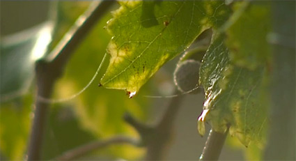 bande-annonce Les quatre saisons d'Yquem