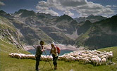 Le berger des Pyrénées