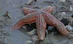 etoile de mer 